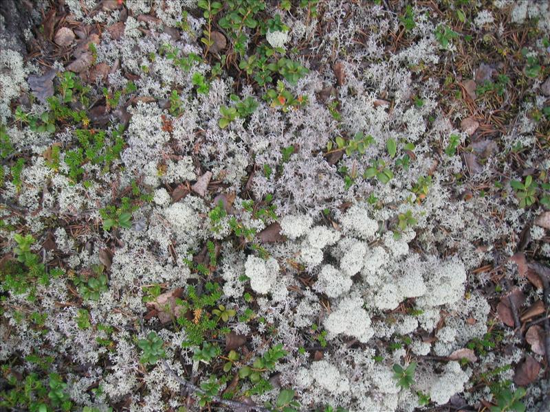 Sweden 2006-04 141